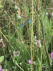 Enallagma cyathigerum