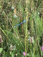 Enallagma cyathigerum