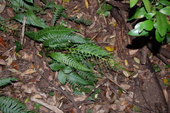 Blechnum mochaenum