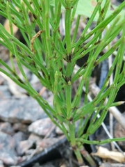 Equisetum arvense