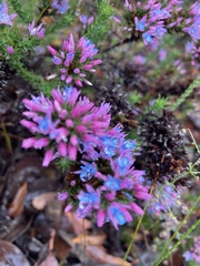 Andersonia caerulea