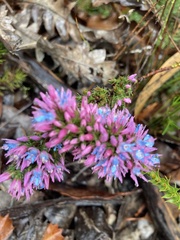 Andersonia caerulea