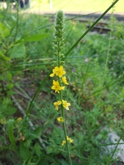 Agrimonia eupatoria