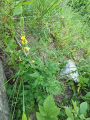 Agrimonia eupatoria