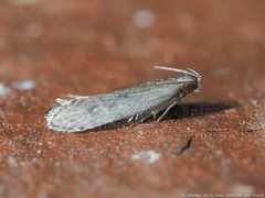 Monochroa quinquepunctella
