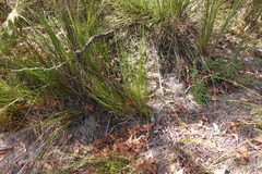 Netrostylis capillaris