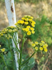 Tanacetum vulgare