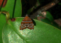 Choreutis orthogona