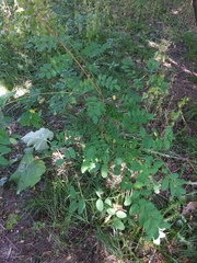 Caragana arborescens