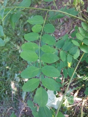 Caragana arborescens
