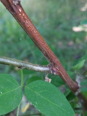 Caragana arborescens