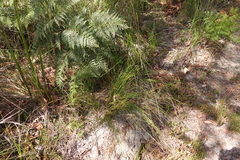 Netrostylis capillaris