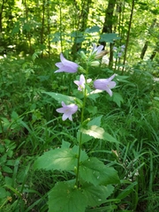 Campanula trachelium