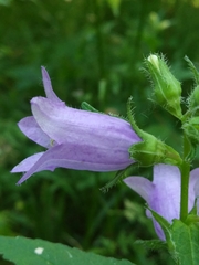 Campanula trachelium