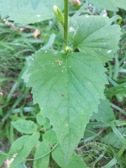 Campanula trachelium
