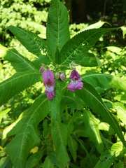 Impatiens glandulifera