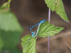 Enallagma cyathigerum