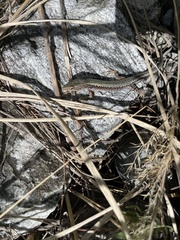 Darevskia brauneri brauneri