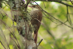 Lepidocolaptes falcinellus