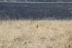 Vanellus melanopterus