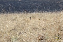 Vanellus melanopterus