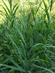 Phragmites australis