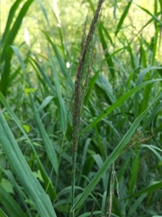 Phragmites australis