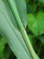 Phragmites australis