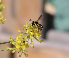 Ceriana vespiformis