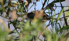 Synallaxis frontalis