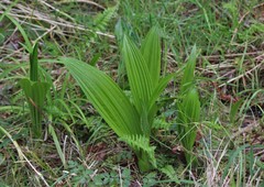 Veratrum fimbriatum