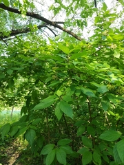 Cornus alba