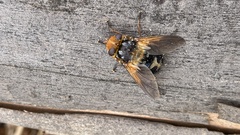 Microtropesa sinuata