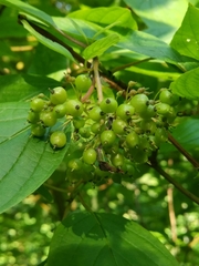 Cornus alba