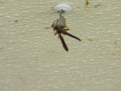 Mischocyttarus navajo