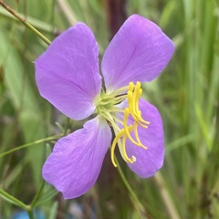 Rhexia cubensis