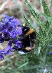 Bombus terrestris
