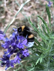 Bombus terrestris
