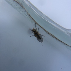 Cerodontha australis