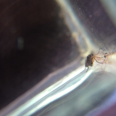 Cerodontha australis