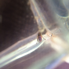 Cerodontha australis