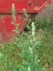 Artemisia vulgaris