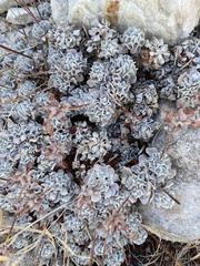 Eriogonum saxatile