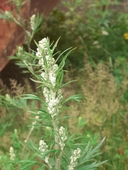 Artemisia vulgaris