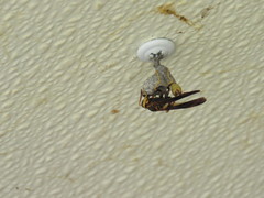 Mischocyttarus navajo