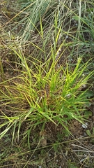 Muhlenbergia serotina (Cleistogenes serotina)