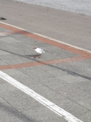 Chroicocephalus ridibundus