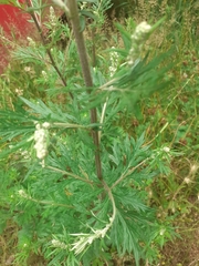Artemisia vulgaris