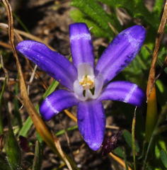Brodiaea terrestris terrestris
