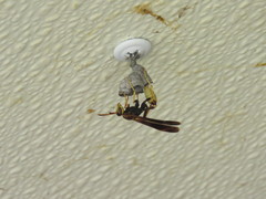 Mischocyttarus navajo